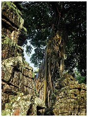 Siem Reap Day Four 29  La Prohm Temple