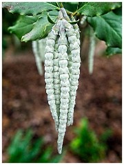 RHS Wisley 08