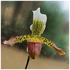 RHS Wisley 16