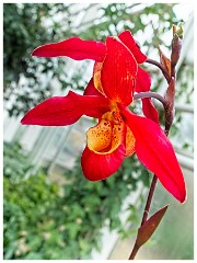 RHS Wisley 17