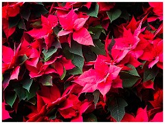 RHS Wisley 19