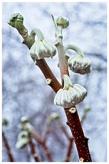 RHS Wisley 25