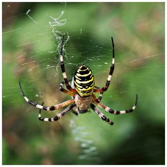 Barton 01  Wasp Spider - Lark Rise Farm