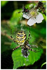 Barton 02  Wasp Spider  - Lark Rise Farm