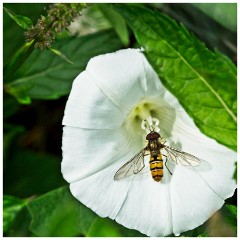 Barton 05  Hoverfly  - Lark Rise Farm