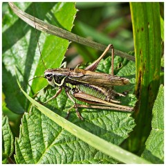 Barton 06  Cricket  - Lark Rise Farm