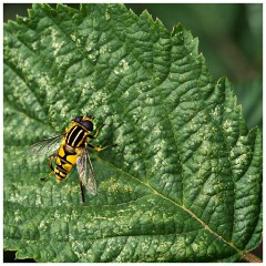 Barton 07  Hoverfly  - Lark Rise Farm