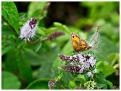 Barton 10  Gatekeeper  - Lark Rise Farm