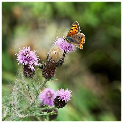 Barton 11  Large Copper  - Lark Rise Farm