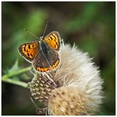 Barton 12  Large Copper  - Lark Rise Farm