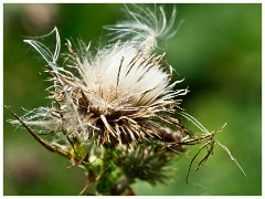 Barton 13  Thistle  - Lark Rise Farm