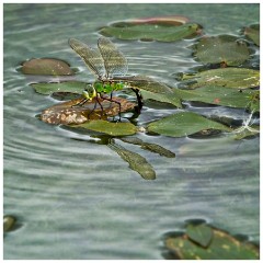 Barton 14  Emporer Dragonfly - Burwash Manor Farm