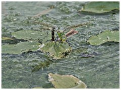 Barton 15  Emporer Dragonfly - Burwash Manor Farm