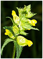 Cambourne Wild Flower Meadow 02