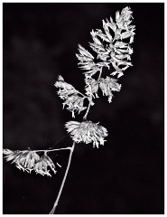 Cambourne Wild Flower Meadow 03