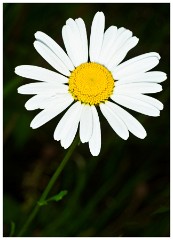 Cambourne Wild Flower Meadow 04