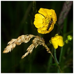 Cambourne Wild Flower Meadow 05