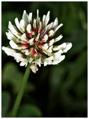 Cambourne Wild Flower Meadow 07