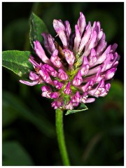 Cambourne Wild Flower Meadow 08