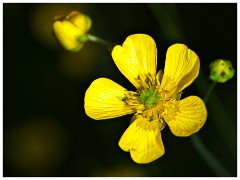 Cambourne Wild Flower Meadow 09