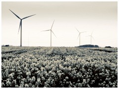 Graveley Wind Farm 02