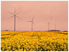 Graveley Wind Farm 03