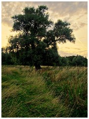 Grantchester 09  SunSetting at Grantchester Meadows