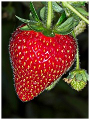 Garden in July 08  Strawberry