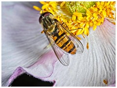 Garden in July 09  Hoverfly