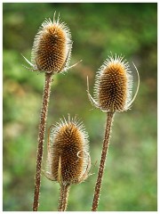 Paxton Pitts 05  Teasles