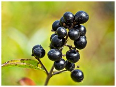 Paxton Pitts 06  Berries