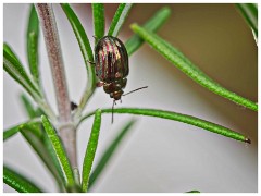 Paxton Pitts 9  Rosemary Beetle