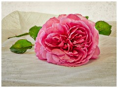 Scotsdale's Gardem Centre 03