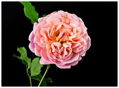 Scotsdale's Gardem Centre 04