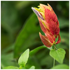Scotsdale's Gardem Centre 10