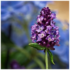 Scotsdale's Gardem Centre 11