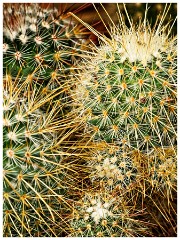 Scotsdale's Gardem Centre 13