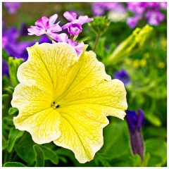 Scotsdale's Gardem Centre 16