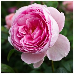 Scotsdale's Gardem Centre 21