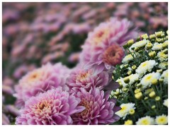 Scotsdale's Gardem Centre 22