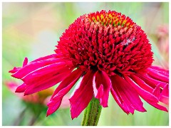 Scotsdale's Gardem Centre 25