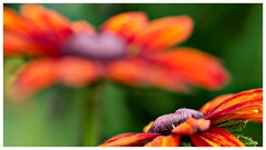 Scotsdale's Gardem Centre 26