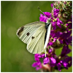 Gamblingay Woods 06  Large White