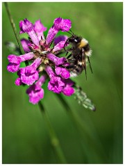 Gamblingay Woods 07  Bee