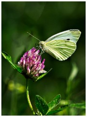 Gamblingay Woods 12  Large White