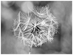 Gamblingay Woods 14  Dandilion
