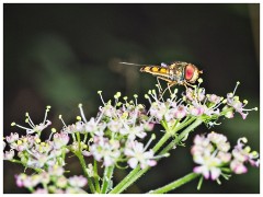 Gamblingay Woods 17  Hoverfly