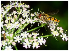 Gamblingay Woods 18  Hoverfly