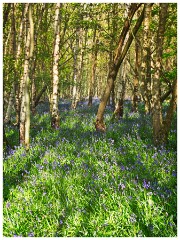 Waresley Woods 01  Bluebells at Waresley