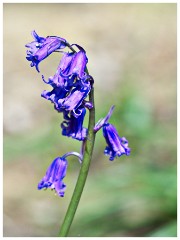 Waresley Woods 03  Bluebells at Waresley